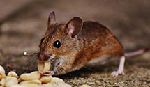 24 Hour & Emergency Exterminators in Big Springs, WV